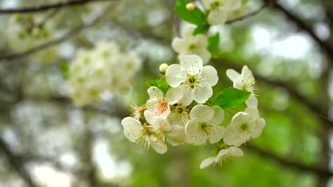 Spring floral background. Blooming cherry blossoms in spring. Stock Footage 146986903