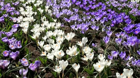 Spring floral background with blue and violet crocuses Stock Footage 88939351