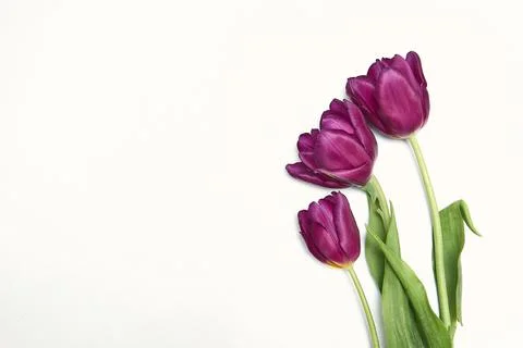 Spring floral background with copy space. Flat-lay frame made of tulips bloss Stock Photos