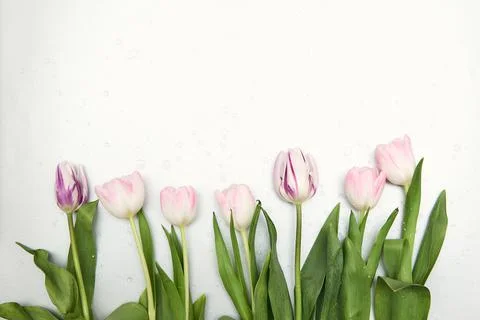 Spring floral background with copy space. Flat-lay frame made of tulips bloss Stock Photos