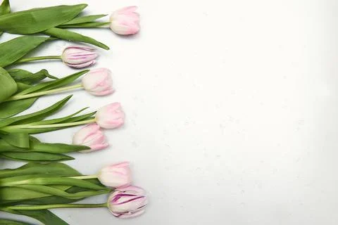 Spring floral background with copy space. Flat-lay frame made of tulips bloss Stock Photos