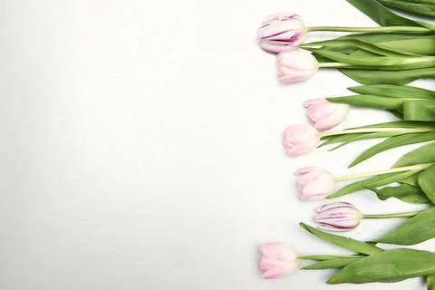 Spring floral background with copy space. Flat-lay frame made of tulips bloss Stock Photos