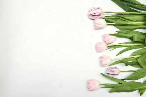 Spring floral background with copy space. Flat-lay frame made of tulips bloss Stock Photos