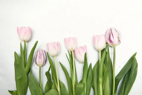 Spring floral background with copy space. Flat-lay frame made of tulips bloss Stock Photos