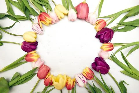 Spring floral background with copy space. Flat-lay frame made of tulips bloss Stock Photos