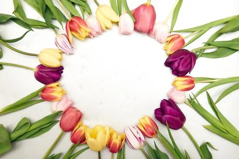Spring floral background with copy space. Flat-lay frame made of tulips bloss Stock Photos