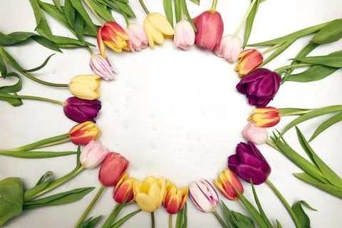 Spring floral background with copy space. Flat-lay frame made of tulips bloss Stock Photos