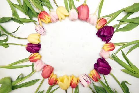 Spring floral background with copy space. Flat-lay frame made of tulips bloss Stock Photos