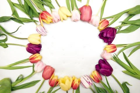 Spring floral background with copy space. Flat-lay frame made of tulips bloss Stock Photos
