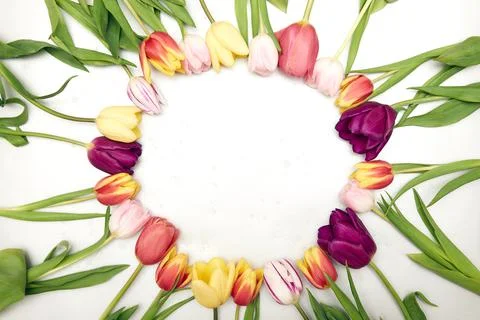 Spring floral background with copy space. Flat-lay frame made of tulips bloss Stock Photos