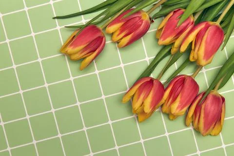 Spring floral background with copy space. Flat-lay frame made of tulips bloss Stock Photos