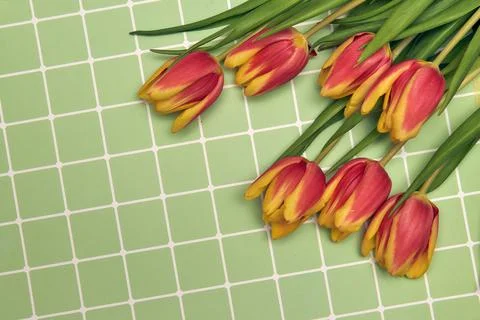 Spring floral background with copy space. Flat-lay frame made of tulips bloss Stock Photos