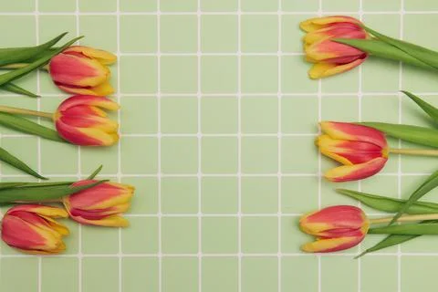 Spring floral background with copy space. Flat-lay frame made of tulips bloss Stock Photos