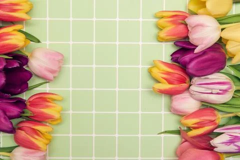 Spring floral background with copy space. Flat-lay frame made of tulips bloss Stock Photos