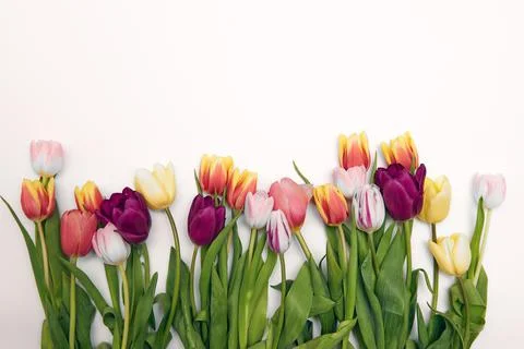 Spring floral background with copy space. Flat-lay frame made of tulips bloss Stock Photos