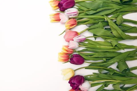 Spring floral background with copy space. Flat-lay frame made of tulips bloss Stock Photos