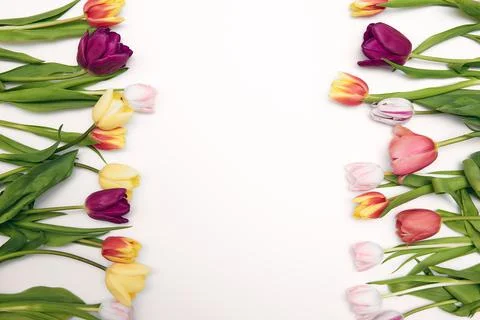 Spring floral background with copy space. Flat-lay frame made of tulips bloss Stock Photos