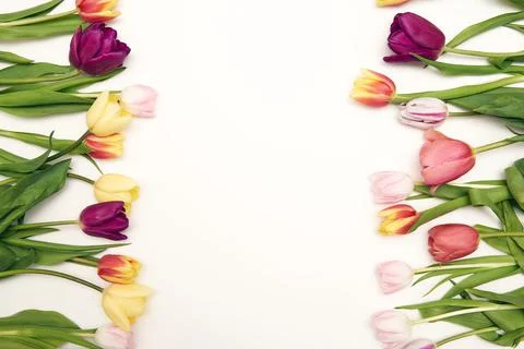 Spring floral background with copy space. Flat-lay frame made of tulips bloss Stock Photos