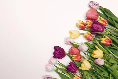 Spring floral background with copy space. Flat-lay frame made of tulips bloss Stock Photos