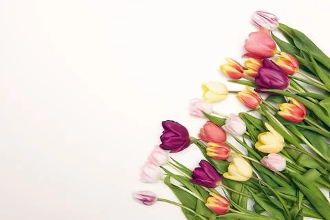 Spring floral background with copy space. Flat-lay frame made of tulips bloss Stock Photos