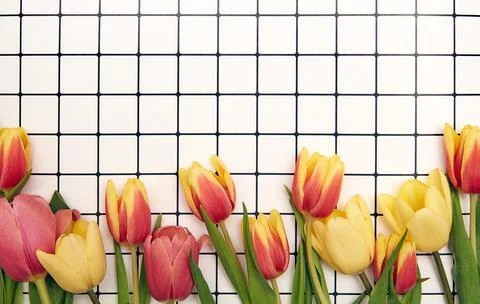Spring floral background with copy space. Flat-lay frame made of tulips bloss Stock Photos