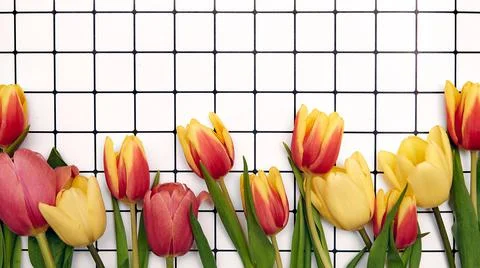 Spring floral background with copy space. Flat-lay frame made of tulips bloss Stock Photos