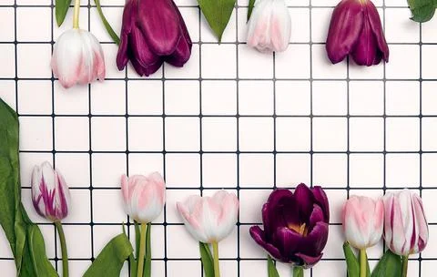 Spring floral background with copy space. Flat-lay frame made of tulips bloss Stock Photos