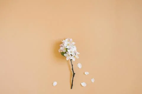 Spring floral background. Flat lay of flowers and petals of flowers of white Stock Photos