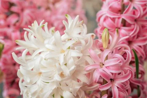 Spring floral background. Macro closeup view of Hyacinth Pink Spring flowers  Stock Photos