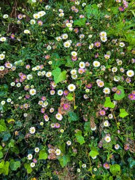 Spring Floral Background Stock Photos