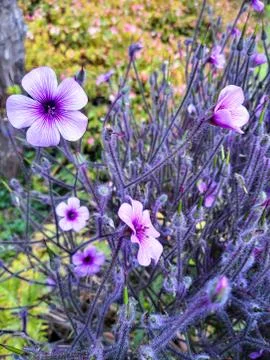 Spring floral Background Stock Photos