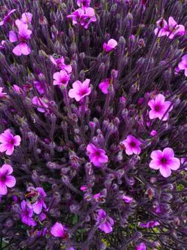 Spring floral Background Stock Photos