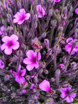 Spring floral Background Stock Photos