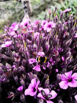 Spring floral Background Stock Photos