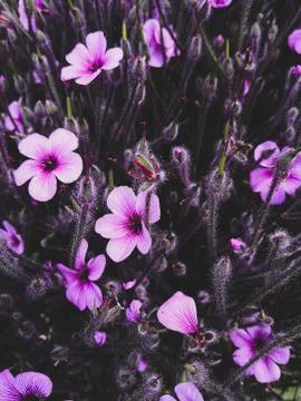 Spring floral Background Stock Photos