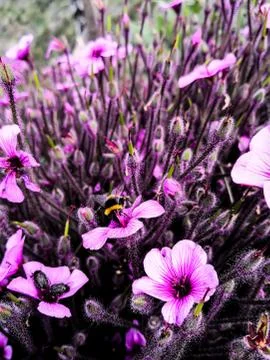 Spring floral Background Stock Photos
