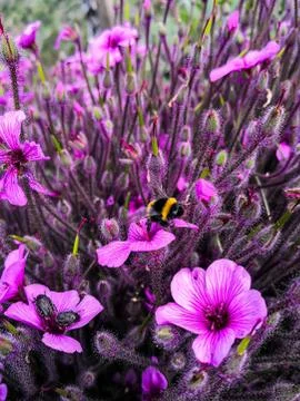 Spring floral Background Stock Photos