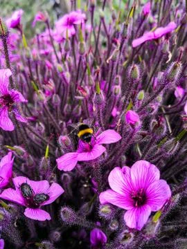 Spring floral Background 写真素材