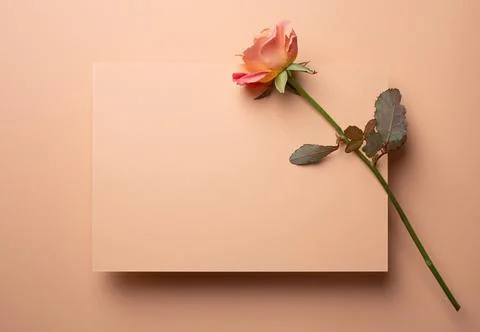Spring floral background template Stock Photos