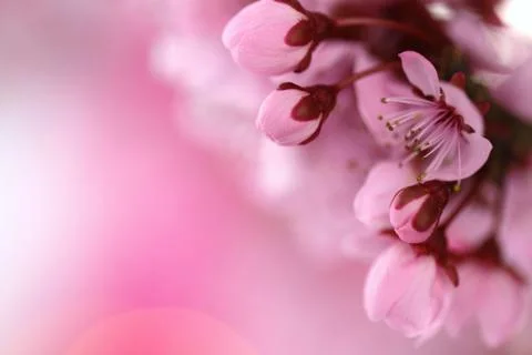 Spring floral background.spring cherry flowers Stock Photos