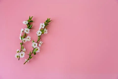 Spring floral composition with blooming cherry branches and pastel backdrop Stock Photos