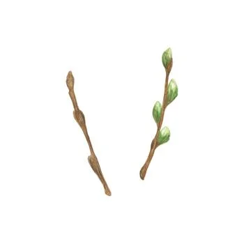 Spring floral composition of young tree branches, young twigs of spring trees Illustrazione stock