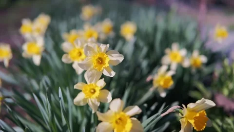 Spring Floral Display, Bright Daffodils Sway Gently, Vivid Yellow Daffodils Stock Footage 327481949