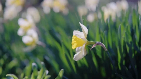 Spring Floral Display, Bright Daffodils Sway Gently, Vivid Yellow Daffodils Stock Footage 329181229