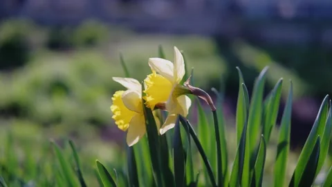 Spring Floral Display, Bright Daffodils Sway Gently, Vivid Yellow Daffodils Stock Footage 329244626