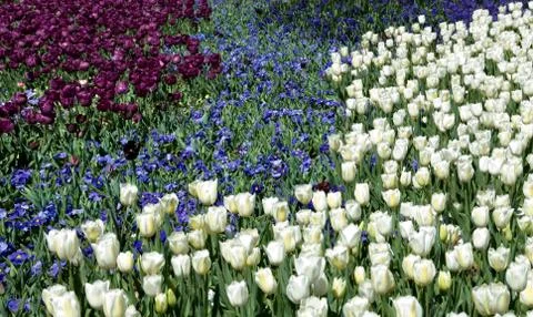 Spring Floral Display Stock Photos