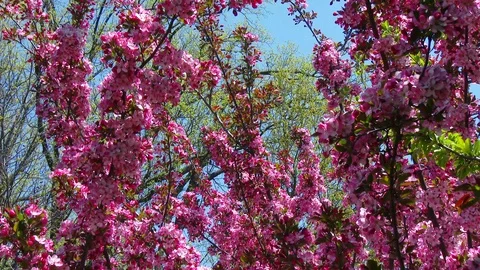 Spring Floral Stock Footage 102667670