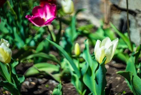 Spring floral frame Stock Photos