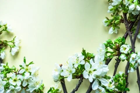 Spring floral frame Фото