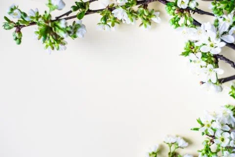 Spring floral frame Stock-Fotos